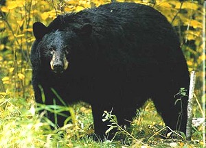 Canada Bear Hunting