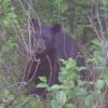 Filename : Black bear in the wild.jpg
Filesize : 19KB
Dimensions : 250x250
Date added : Oct 04, 2005 Black bear in the wild.jpg