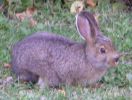 Filename : Camp bunny.jpg
Filesize : 22KB
Dimensions : 331x250
Date added : Oct 04, 2005 Camp bunny.jpg