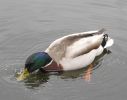 Filename : Charlie the camp_s pet duck.jpg
Filesize : 45KB
Dimensions : 318x250
Date added : Oct 04, 2005 Charlie the camp_s pet duck.jpg