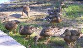 Filename : Ducks.jpg
Filesize : 74KB
Dimensions : 429x250
Date added : Oct 04, 2005 Ducks.jpg