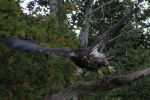 Filename : Eagle in flight.jpg
Filesize : 26KB
Dimensions : 376x250
Date added : Oct 04, 2005 Eagle in flight.jpg