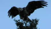 Filename : Eagle landed.jpg
Filesize : 20KB
Dimensions : 444x250
Date added : Oct 04, 2005 Eagle landed.jpg