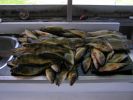 Golf and Perch33-e.jpg