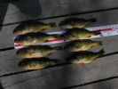 Golf and Perch36-e.jpg