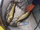 Filename : Hansen walleye-edited.jpg
Filesize : 170KB
Dimensions : 640x480
Date added : Jul 15, 2007 Hansen walleye-edited.jpg