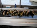 Hinshaw perch10-edit.jpg