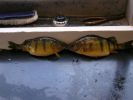 Hinshaw perch4-edit.jpg