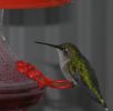 Filename : Hummingbird.jpg
Filesize : 37KB
Dimensions : 256x250
Date added : Oct 05, 2005 Hummingbird.jpg