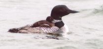 Filename : Loon.JPG
Filesize : 51KB
Dimensions : 487x232
Date added : Oct 05, 2005 Loon.JPG