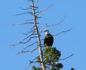 Filename : Mature eagle.jpg
Filesize : 56KB
Dimensions : 307x250
Date added : Oct 04, 2005 Mature eagle.jpg