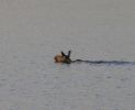 Filename : Moose swimming in front of camp.jpg
Filesize : 43KB
Dimensions : 308x250
Date added : Oct 04, 2005 Moose swimming in front of camp.jpg