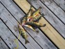 Filename : Perch-edited.jpg
Filesize : 125KB
Dimensions : 640x480
Date added : May 23, 2007 Perch-edited.jpg