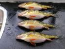 Voltz-Hinshaw Perch2.JPG