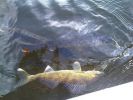 Walleye~0.jpg