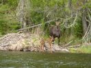 Filename : moose-Chris McKee-edit.jpg
Filesize : 322KB
Dimensions : 640x480
Date added : May 25, 2010 moose-Chris McKee-edit.jpg