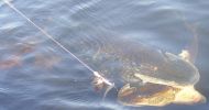 Filename : northernpike~0.jpg
Filesize : 44KB
Dimensions : 646x340
Date added : Mar 08, 2006 northernpike~0.jpg
