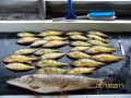 Tonn perch
