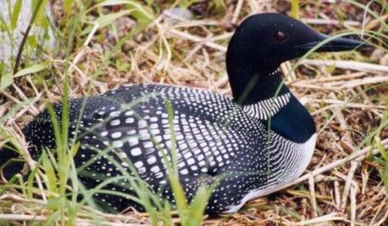 normal_Loon nesting