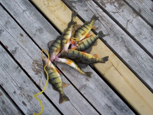 normal_Perch-edited