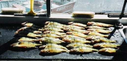 normal_Perch