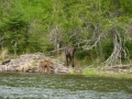 moose2-Chris McKee-edit