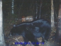 normal_Beaver995