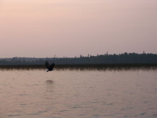 normal_Eagle and perch