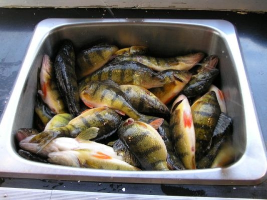 normal_Hinshaw perch13-edit