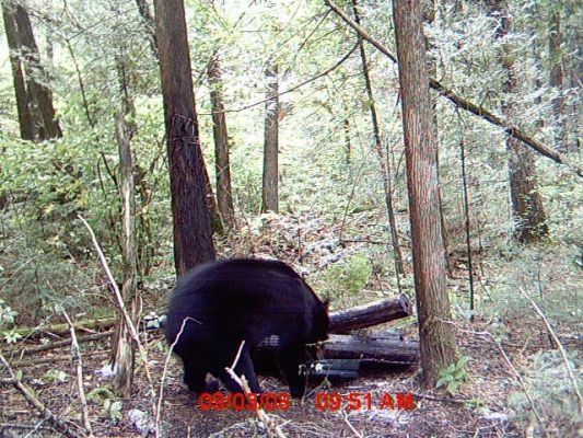 normal_Trail cam-6