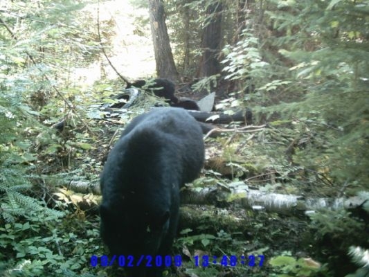 normal_Trail cam-9