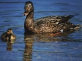 Swimming ducks